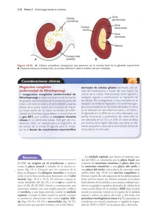 Langman.embriologia.medica.12ª