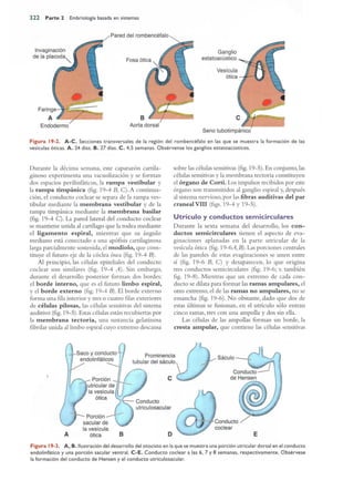 Langman.embriologia.medica.12ª