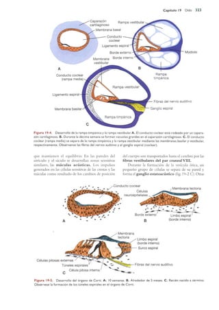 Langman.embriologia.medica.12ª
