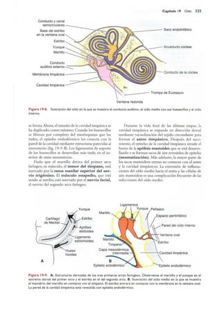 Langman.embriologia.medica.12ª