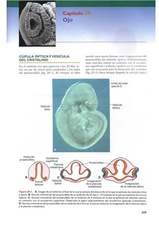Langman.embriologia.medica.12ª
