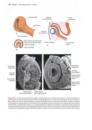 Langman.embriologia.medica.12ª