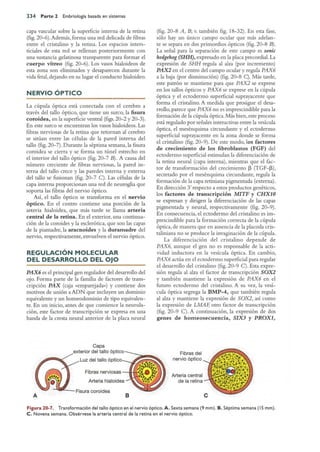 Langman.embriologia.medica.12ª