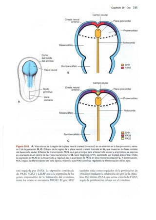 Langman.embriologia.medica.12ª