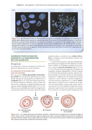Langman.embriologia.medica.12ª