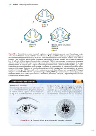 Langman.embriologia.medica.12ª