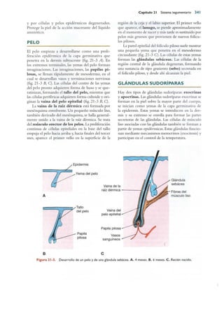 Langman.embriologia.medica.12ª