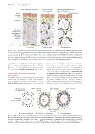 Langman.embriologia.medica.12ª