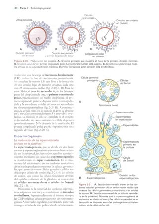 Langman.embriologia.medica.12ª
