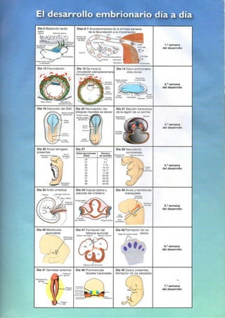 Langman.embriologia.medica.12ª