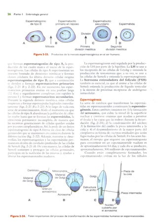 Langman.embriologia.medica.12ª
