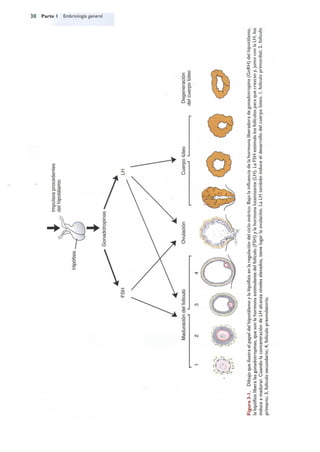 Langman.embriologia.medica.12ª