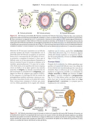Langman.embriologia.medica.12ª