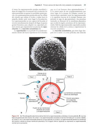 Langman.embriologia.medica.12ª
