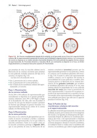 Langman.embriologia.medica.12ª