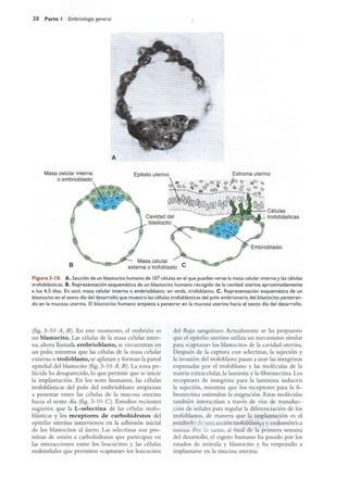 Langman.embriologia.medica.12ª