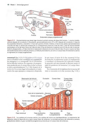 Langman.embriologia.medica.12ª