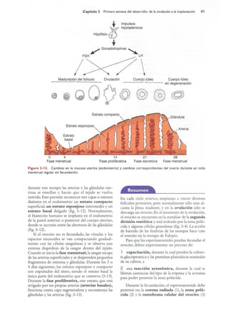 Langman.embriologia.medica.12ª