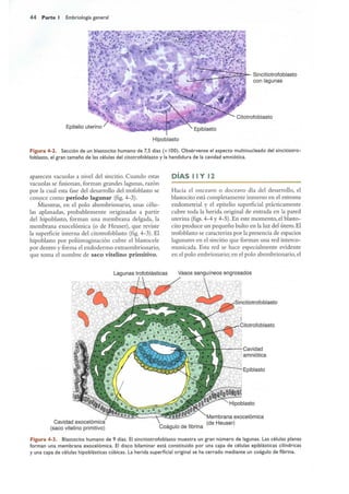 Langman.embriologia.medica.12ª