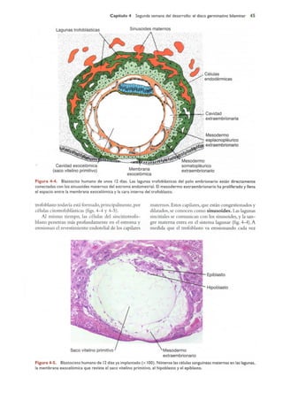 Langman.embriologia.medica.12ª
