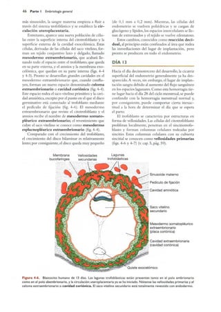 Langman.embriologia.medica.12ª