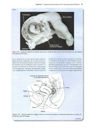 Langman.embriologia.medica.12ª