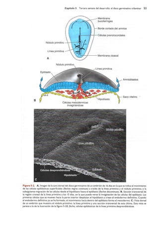 Langman.embriologia.medica.12ª