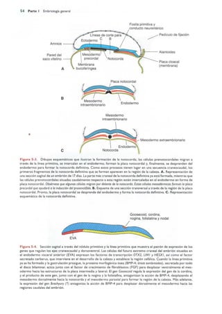 Langman.embriologia.medica.12ª