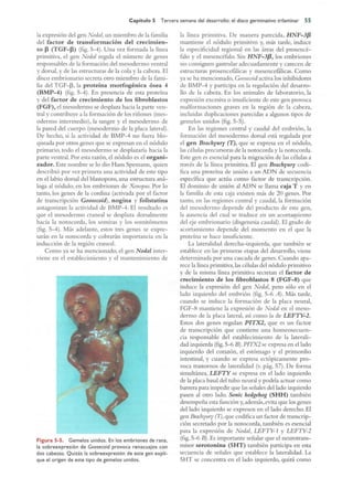 Langman.embriologia.medica.12ª