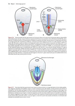 Langman.embriologia.medica.12ª