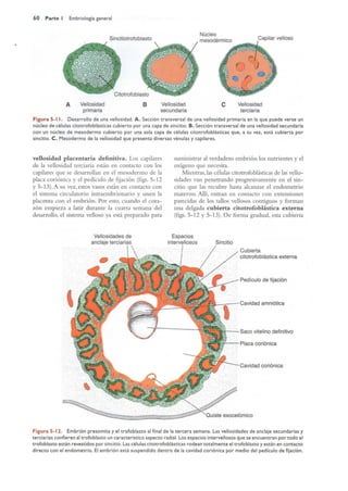 Langman.embriologia.medica.12ª