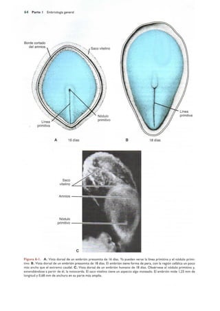 Langman.embriologia.medica.12ª