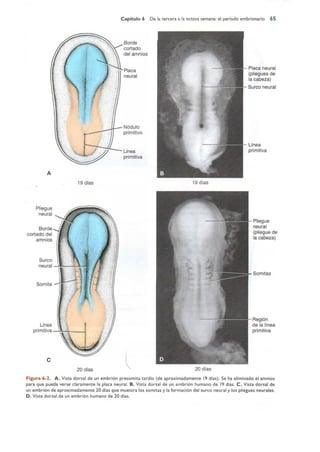 Langman.embriologia.medica.12ª