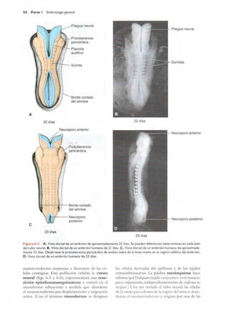 Langman.embriologia.medica.12ª