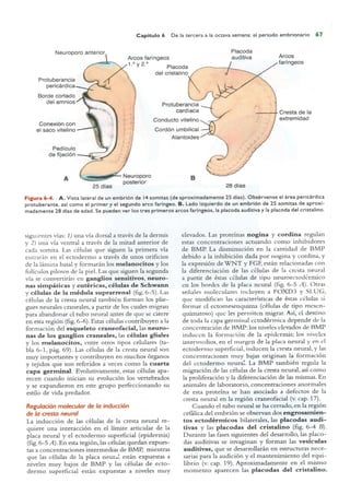 Langman.embriologia.medica.12ª