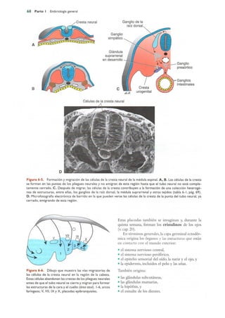 Langman.embriologia.medica.12ª