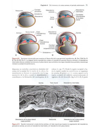 Langman.embriologia.medica.12ª