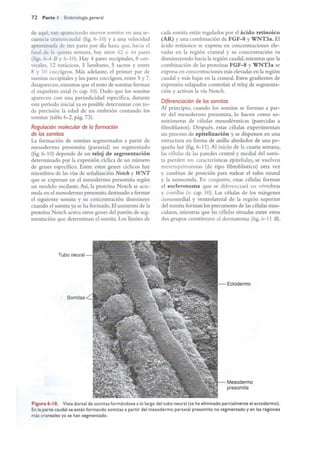 Langman.embriologia.medica.12ª