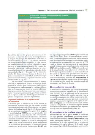 Langman.embriologia.medica.12ª