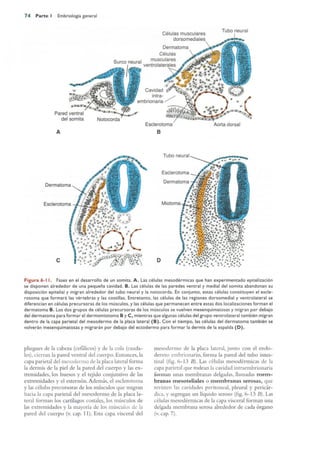 Langman.embriologia.medica.12ª