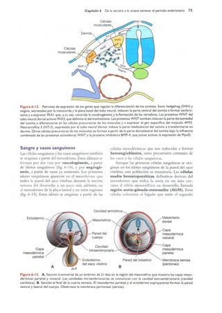 Langman.embriologia.medica.12ª