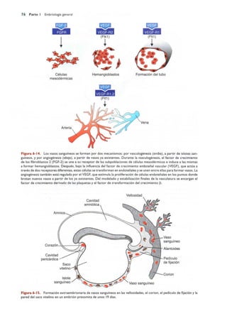 Langman.embriologia.medica.12ª