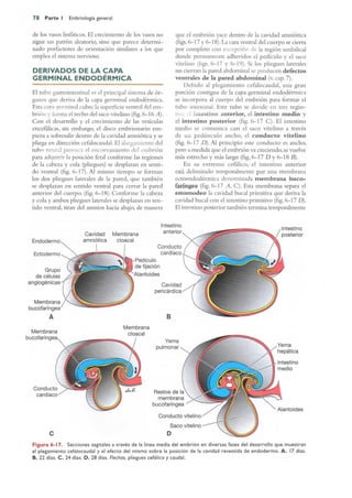 Langman.embriologia.medica.12ª