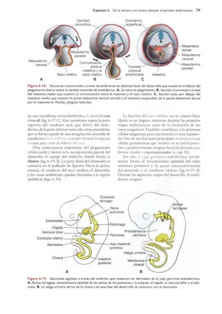 Langman.embriologia.medica.12ª