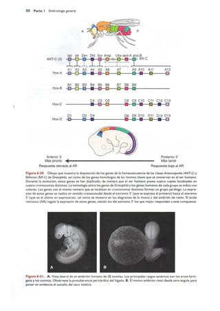 Langman.embriologia.medica.12ª