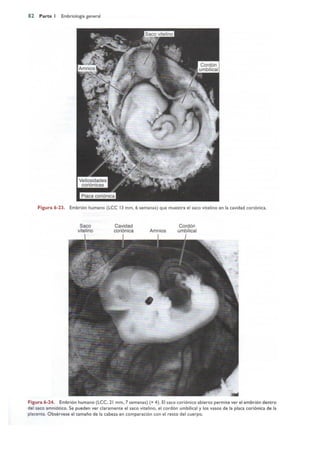 Langman.embriologia.medica.12ª