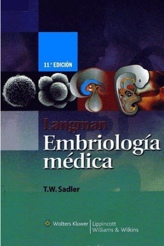 Langman   embriología médica - 11°ed
