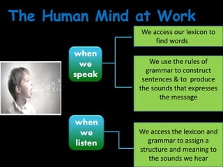 when
we
speak
when
we
listen
We access the lexicon and
grammar to assign a
structure and meaning to
the sounds we hear
We access our lexicon to
find words
We use the rules of
grammar to construct
sentences & to produce
the sounds that expresses
the message
 