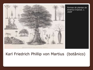 Karl Friedrich Phillip von Martius (botânico)
Formas de plantas da
América tropical, c.
1828'
 