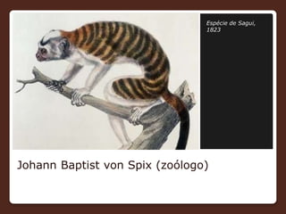 Johann Baptist von Spix (zoólogo)
Espécie de Sagui,
1823
 